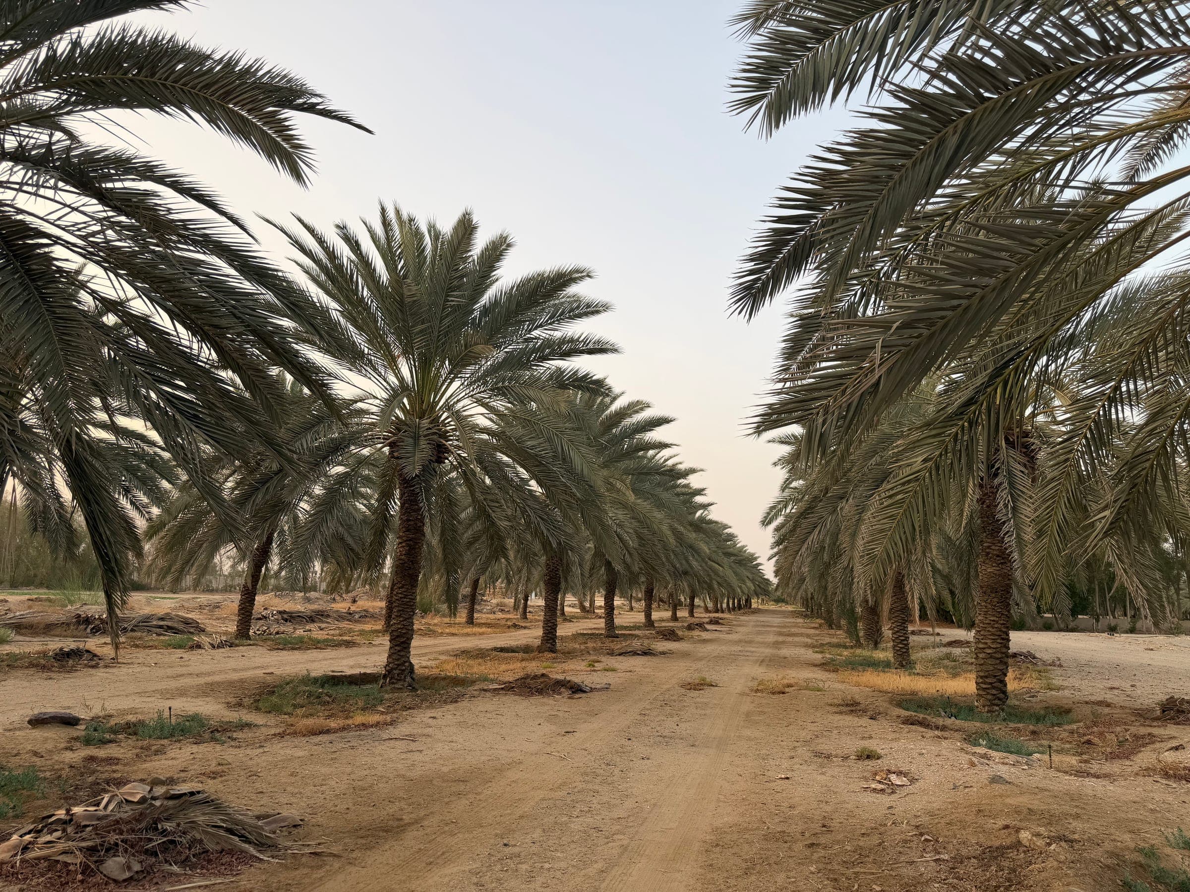 الفروسية العربية
